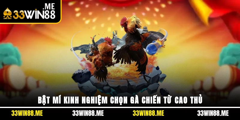 Bật mí kinh nghiệm chọn gà chiến từ cao thủ