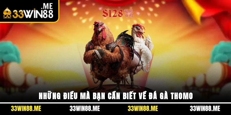 Những điều mà bạn cần biết về đá gà Thomo